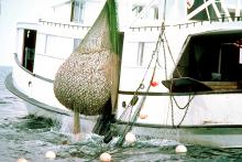 Commercial fishing boat operating on the Great Lakes. Commercial fishing boat on the Great Lakes