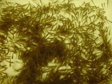 Lake trout fry (Image: U.S. Fish and Wildlife Service) Lake trout fry (USFWS)